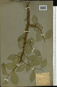 Ulmus minor subsp. minor, Eastern Europe, Western region (E3) (Russia)