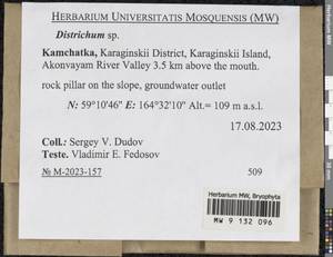 Distichium capillaceum (Hedw.) Bruch & Schimp., Bryophytes, Bryophytes - Chukotka & Kamchatka (B21) (Russia)