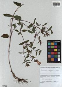 Scutellaria mongolica Sobolevsk., Siberia, Altai & Sayany Mountains (S2) (Russia)