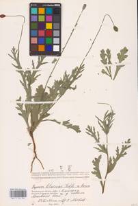 Papaver commutatum Fisch. & C.A.Mey., Eastern Europe, Lower Volga region (E9) (Russia)