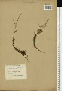 Epilobium palustre L., Eastern Europe, Central forest region (E5) (Russia)