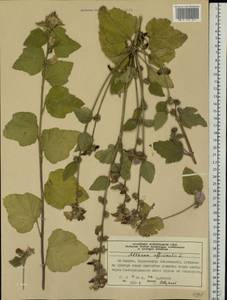Althaea officinalis L., Eastern Europe, Moscow region (E4a) (Russia)