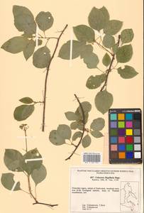 Celastrus flagellaris Rupr., Siberia, Russian Far East (S6) (Russia)