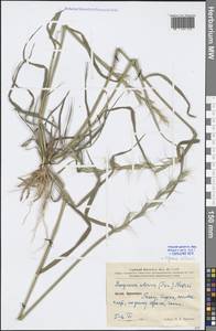 Elymus ciliaris (Trin.) Tzvelev, South Asia, South Asia (Asia outside ex-Soviet states and Mongolia) (ASIA) (China)