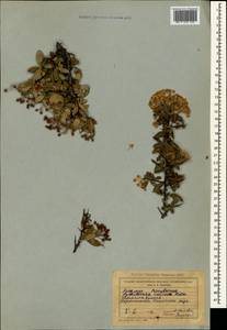 Pyracantha coccinea M. Roem., Crimea (KRYM) (Russia)