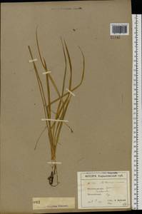 Anthericum ramosum L., Eastern Europe, North Ukrainian region (E11) (Ukraine)