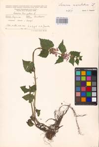 MHA 0 154 526, Lamium maculatum (L.) L., Eastern Europe, West Ukrainian region (E13) (Ukraine)