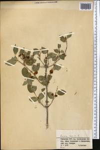 Lonicera tatarica L., Middle Asia, Dzungarian Alatau & Tarbagatai (M5) (Kazakhstan)