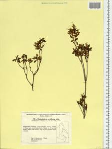 Rhododendron parvifolium Adams, Siberia, Russian Far East (S6) (Russia)