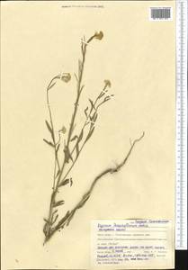 Erysimum odoratum Ehrh., Middle Asia, Northern & Central Kazakhstan (M10) (Kazakhstan)
