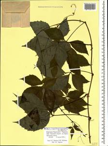 Parthenocissus quinquefolia (L.) Planch., Caucasus, Stavropol Krai, Karachay-Cherkessia & Kabardino-Balkaria (K1b) (Russia)