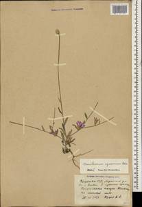 Xeranthemum squarrosum Boiss., Caucasus, Azerbaijan (K6) (Azerbaijan)