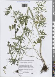 Aconitum ambiguum subsp. baicalense (Turcz. ex Rapaics) Vorosch., Siberia, Russian Far East (S6) (Russia)
