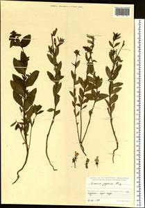 Linaria japonica Miq., Siberia, Russian Far East (S6) (Russia)