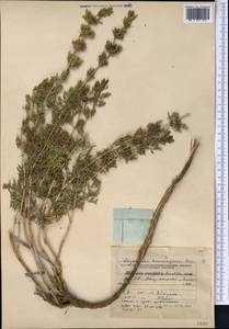 Lagochilus knorringianus Pavlov, Middle Asia, Pamir & Pamiro-Alai (M2) (Kyrgyzstan)