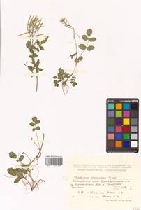 Cardamine prorepens Fisch. ex DC., Siberia, Russian Far East (S6) (Russia)