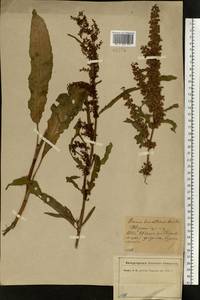 Rumex longifolius DC., Eastern Europe, North-Western region (E2) (Russia)