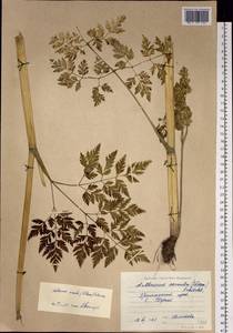 Anthriscus sylvestris subsp. sylvestris, Siberia, Russian Far East (S6) (Russia)