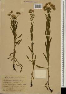 Erigeron acris subsp. acris, Caucasus, Stavropol Krai, Karachay-Cherkessia & Kabardino-Balkaria (K1b) (Russia)