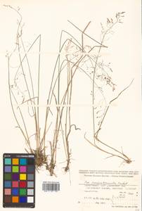 Poa pseudoattenuata Prob., Siberia, Russian Far East (S6) (Russia)