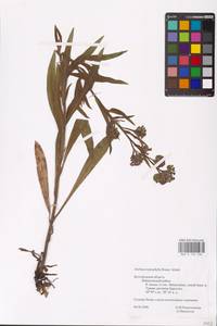 Anchusa leptophylla Roem. & Schult., Eastern Europe, Central forest-and-steppe region (E6) (Russia)