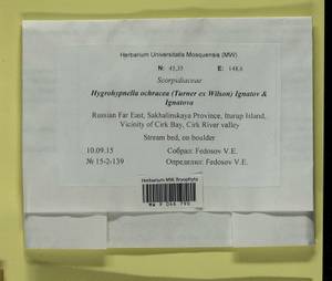 Hygrohypnella ochracea (Turner ex Wilson) Ignatov & Ignatova, Bryophytes, Bryophytes - Russian Far East (excl. Chukotka & Kamchatka) (B20) (Russia)