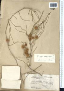 Calligonum caput-medusae Schrenk, Middle Asia, Karakum (M6) (Turkmenistan)