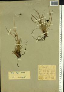 Carex bigelowii subsp. lugens (Holm) T.V.Egorova, Siberia, Chukotka & Kamchatka (S7) (Russia)