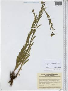 Erigeron podolicus Besser, Eastern Europe, Lower Volga region (E9) (Russia)