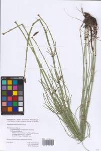 Equisetum ramosissimum Desf., Eastern Europe, Central forest-and-steppe region (E6) (Russia)