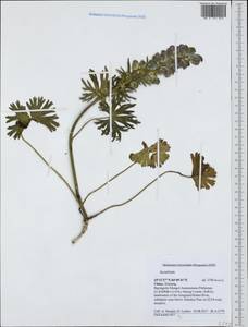 Aconitum, South Asia, South Asia (Asia outside ex-Soviet states and Mongolia) (ASIA) (China)