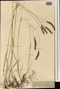 Hordeum brevisubulatum (Trin.) Link, Mongolia (MONG) (Mongolia)