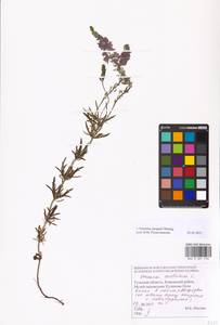 MHA 0 007 258, Veronica austriaca subsp. jacquinii (Baumg.) Watzl, Eastern Europe, Central region (E4) (Russia)