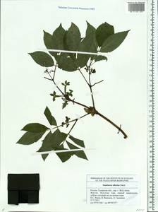 Sambucus sibirica Nakai, Eastern Europe, Middle Volga region (E8) (Russia)