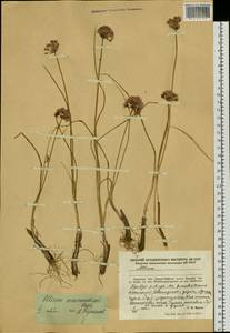 Allium maximowiczii Regel, Siberia, Russian Far East (S6) (Russia)