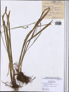 Carex pilosa Scop., Eastern Europe, Central region (E4) (Russia)