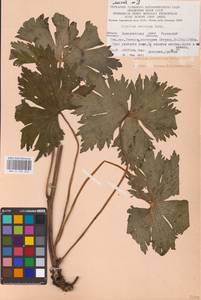 Aconitum lycoctonum subsp. moldavicum (Hacq.) Jalas, Eastern Europe (no precise locality) (E0)