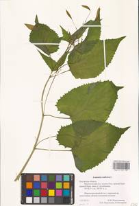 Lunaria rediviva L., Eastern Europe, Central region (E4) (Russia)