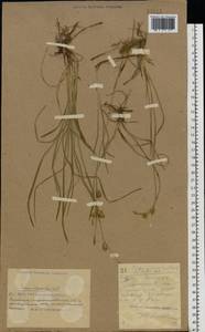 Carex michelii Host, Eastern Europe, South Ukrainian region (E12) (Ukraine)