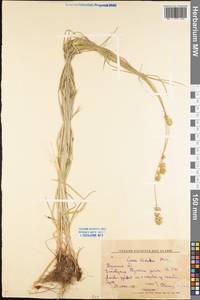 Carex divulsa Stokes, Eastern Europe, Central region (E4) (Russia)