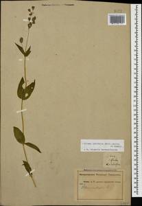 Silene vulgaris (Moench) Garcke, Caucasus, Abkhazia (K4a) (Abkhazia)