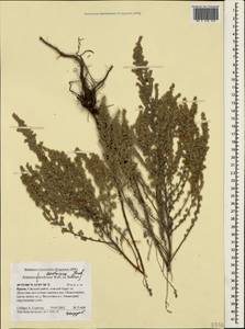 Artemisia austriaca Jacq., Crimea (KRYM) (Russia)