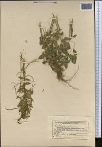 Epilobium, Middle Asia, Western Tian Shan & Karatau (M3) (Kyrgyzstan)