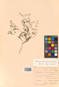 Rorippa palustris (L.) Besser, Siberia, Russian Far East (S6) (Russia)