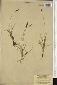 Carex pilulifera L., Western Europe (EUR) (Poland)