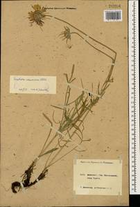 Lomelosia caucasica (M. Bieb.) Greuter & Burdet, Caucasus, Krasnodar Krai & Adygea (K1a) (Russia)