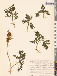 Sceptridium robustum (Rupr.) Lyon, Siberia, Chukotka & Kamchatka (S7) (Russia)