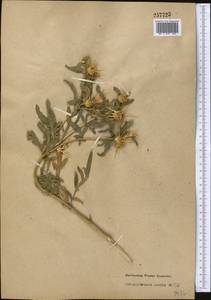 Centaurea iberica Trevis. ex Spreng., Middle Asia, Pamir & Pamiro-Alai (M2)