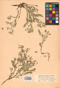 Sibbaldianthe orientalis (Soják) Mosyakin & Shiyan, Eastern Europe, Lower Volga region (E9) (Russia)