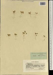 Veronica cardiocarpa, South Asia, South Asia (Asia outside ex-Soviet states and Mongolia) (ASIA) (Afghanistan)